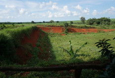 World Soil Day 2025: LindungiHutan Ajak Publik Pulihkan Tanah Lewat Aksi Penanaman Pohon