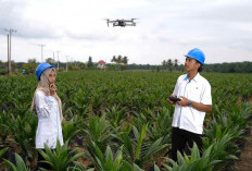 Holding Perkebunan Nusantara Percepat Transformasi Digital, PalmCo Sertifikasi Operator Drone Perkuat Sistem P